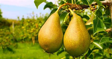 How to Grow Fruiting Pear Trees | Gardener’s Path