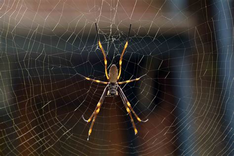 Golden Orb Weaving Spiders - The Australian Museum