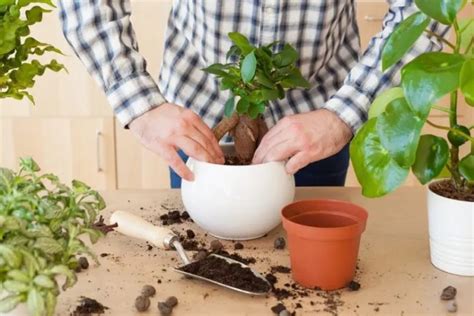 House Plants Care and Maintenance | GARDENS NURSERY