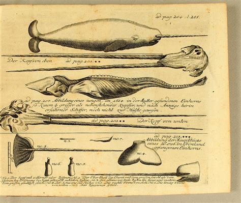 Scientific Illustration | Narwhal anatomy including unusual two horned...