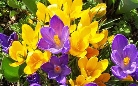 Crocus Spring Flowers Yellow And Purple Flowers Images : Wallpapers13.com