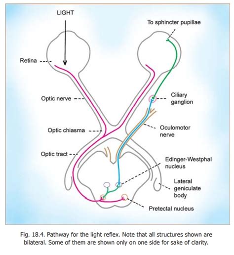 Reflexes related to the Eyeball: Pupillary and Corneal Reflex