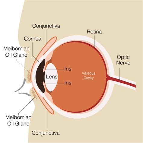 Structure Of Human Eye - Human Sense Organs - The Five Senses - A ...