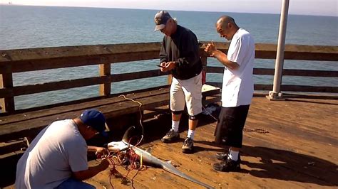 james brown catches his 1st thresher shark - ventura pier fishing - YouTube