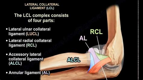 Ligaments Of The Elbow