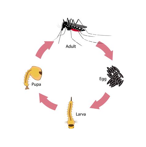 What do you know about the Mosquito Life Cycle? | Mosquito Squad