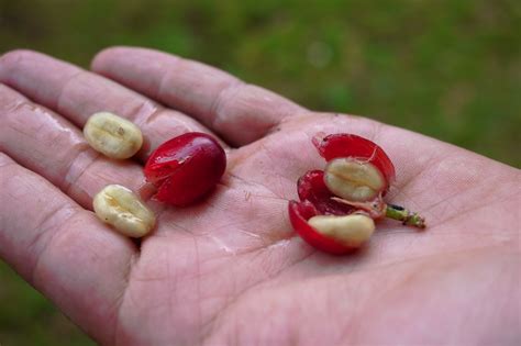 Growing + Making Cascara: Coffee Berry tea