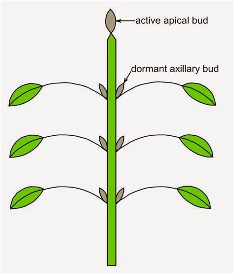 Garden design news and seasonal gardening advice: Understanding pruning