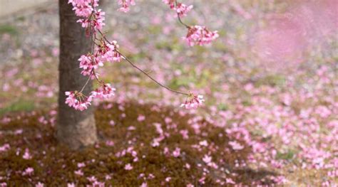 How to Plant, Grow and Care For Weeping Cherry Trees