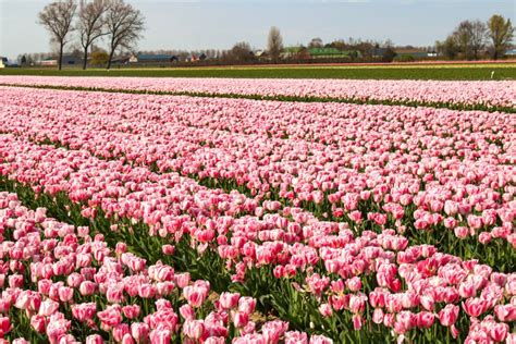 Tulip Fields of Meerdonk (Tulpen Veld Meerdonk) | Live the World