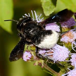 black and white bee - Megachile xylocopoides - BugGuide.Net