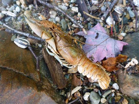 crayfish! | Pond habitat, Crayfish, Habitats