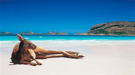 8 Islas de Australia que deberías visitar sí o sí - Dingoos