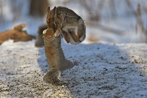 Animal fight, squirrel against rabbit Photograph by Asbed Iskedjian ...