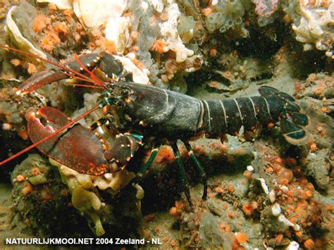 Homarus gammarus