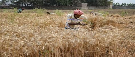 Punjab Budget: Big Subsidies In Power, Agriculture And Other Sectors