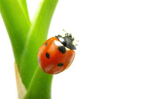 Premium Photo | Red ladybug