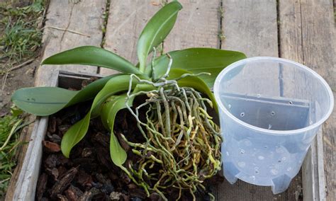 How to Repot an Orchid: Step by Step Guide - Brilliant Orchids