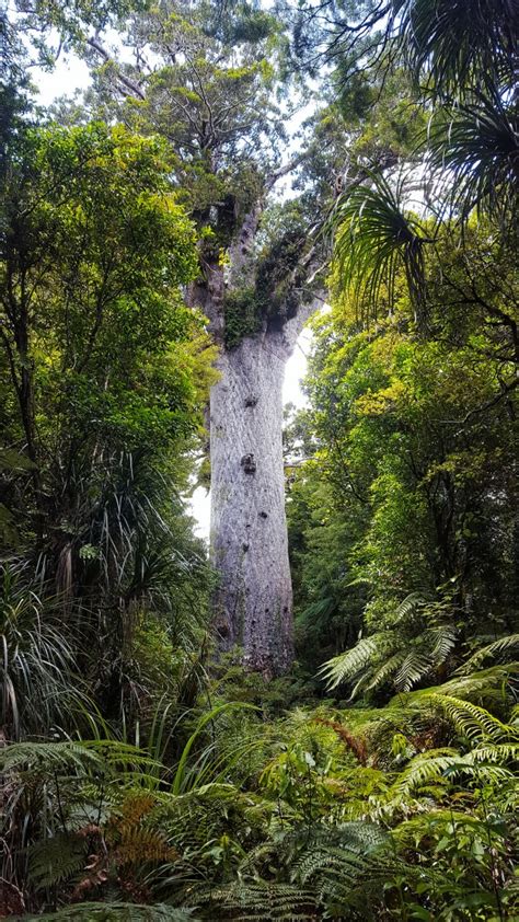 Tāne Mahuta Know Before You Go | Visiting the Lord of the Forest ...