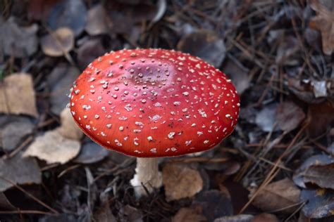 Amanita Muscaria Mushrooms: What Effects Should I Expect? – Clean Remedies