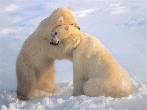 21 Animal hugging pictures (21 pics) | Amazing Creatures