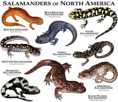 Salamander | Tier Zoo Wiki | Fandom