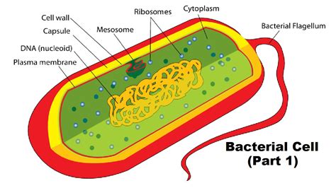 [DIAGRAM] Structure Of Bacterial Cell Diagram - MYDIAGRAM.ONLINE