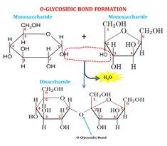 Alpha and beta glycosidic bonds | Chemistry, Chemistry basics, Teaching ...