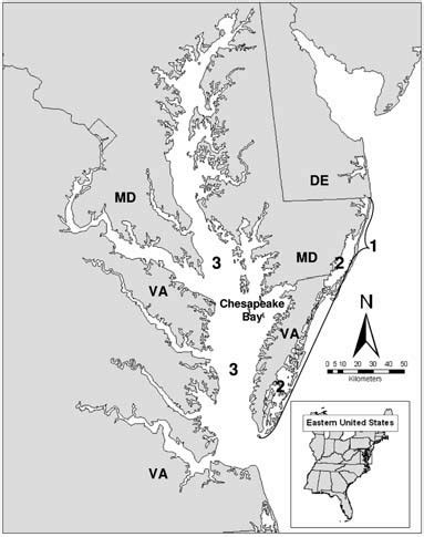 Three focal areas surveyed for American Oystercatcher breeding pairs ...