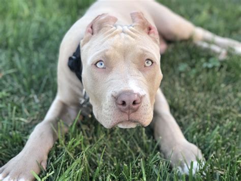 Blue Fawn Pitbull Puppies : Pitbulls🐶 | Pets Amino - My beautiful blue ...