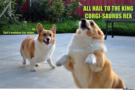 31 Funniest Corgi Jokes: Puns, Memes & More