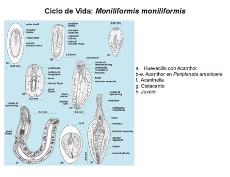 acanthocephala diversity