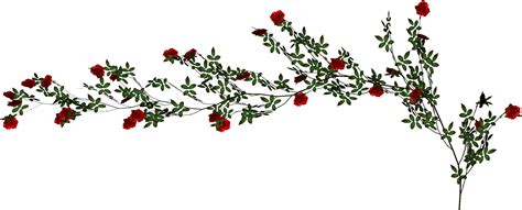 Rose Vine Png Image Png Image