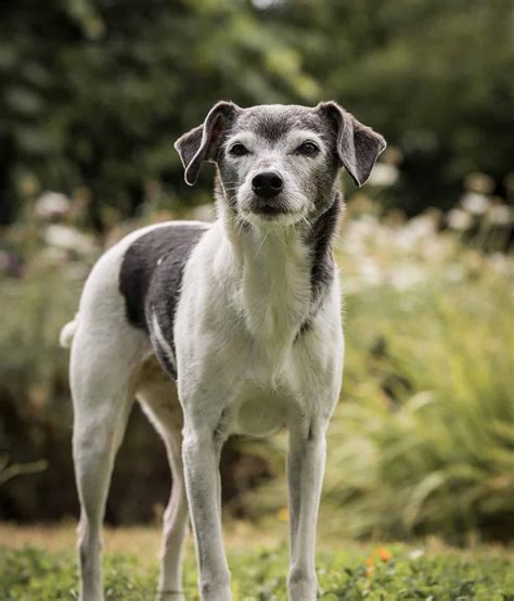 Rat Terrier Lifespan: Average Life Expectancy and More! - A-Z Animals