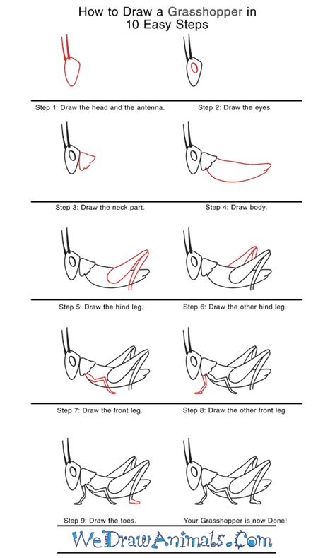 How to Draw a Realistic Grasshopper