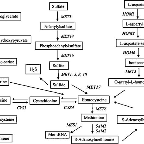 Sulfate reduction sequence (SRS) pathway | Download Scientific Diagram