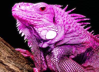 pink-iguana | Iguana, Green iguana, Galapagos islands