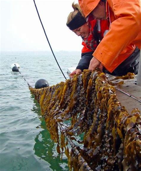 Waste to Energy: Biofuel from Kelp Harvesting and Fish | Feature | PNNL