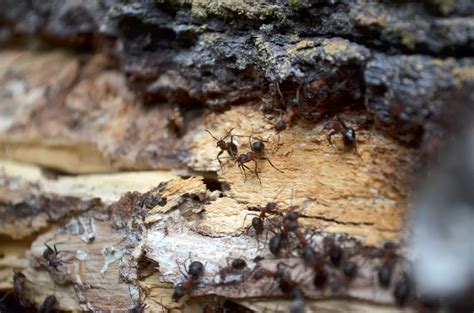 How to Find Ant Nests | American Pest Control