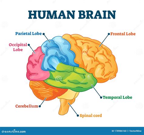 Labeled Brain Anatomy Diagram