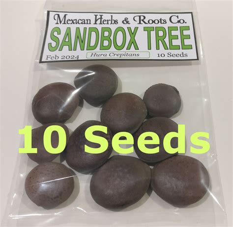 sandbox tree 10 seeds (Hura crepitans, possumwood, jabillo ) | eBay