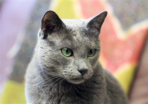 10 Cat Breeds That Have Blue-Colored Coats