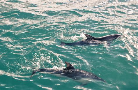 Islands of Blue Dolphins: Bay of Islands, New Zealand