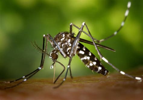 Aedes aegypti: el enemigo de la salud - - ABC Color