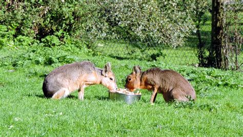 The Glebe Blog: Galloway Wildlife Conservation Park