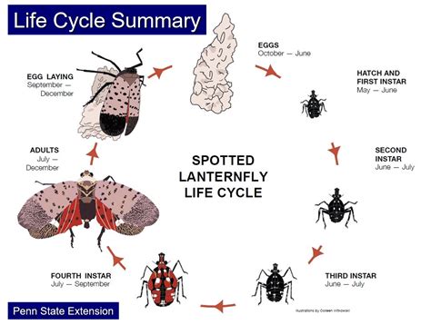 Spotted lanternfly hits northern, southern Indiana - Fruit Growers News