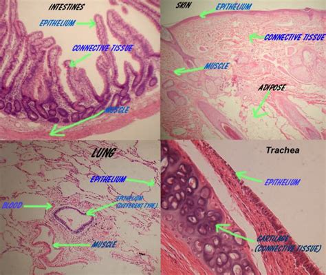 Connective Tissue Histology Labeled