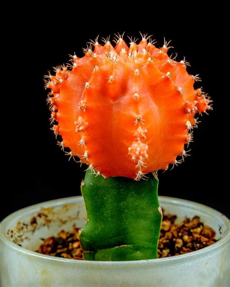 Best Types of Cactus - Indoor Cactus Plants to Grow