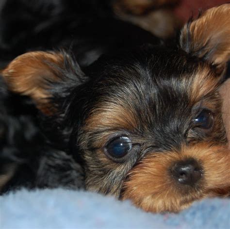 2357 best Cute Yorkies!!