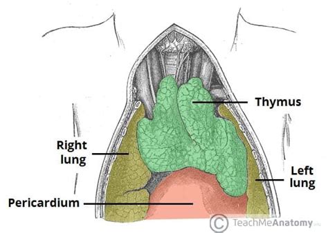 Anterior Mediastinum Contents